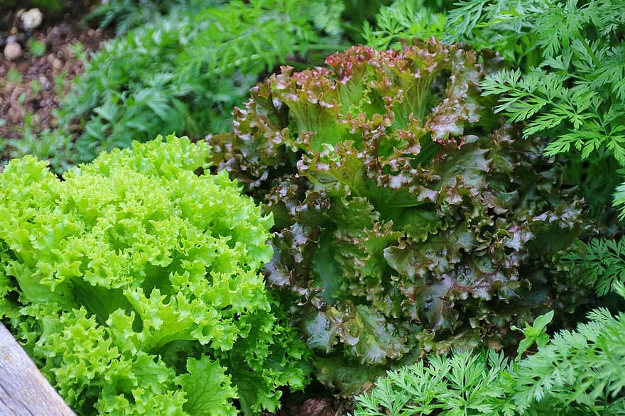 listový salát, rostlina, salát, zahrada, zelenina, zdravý, čerstvý, zelená, výživa, jídlo