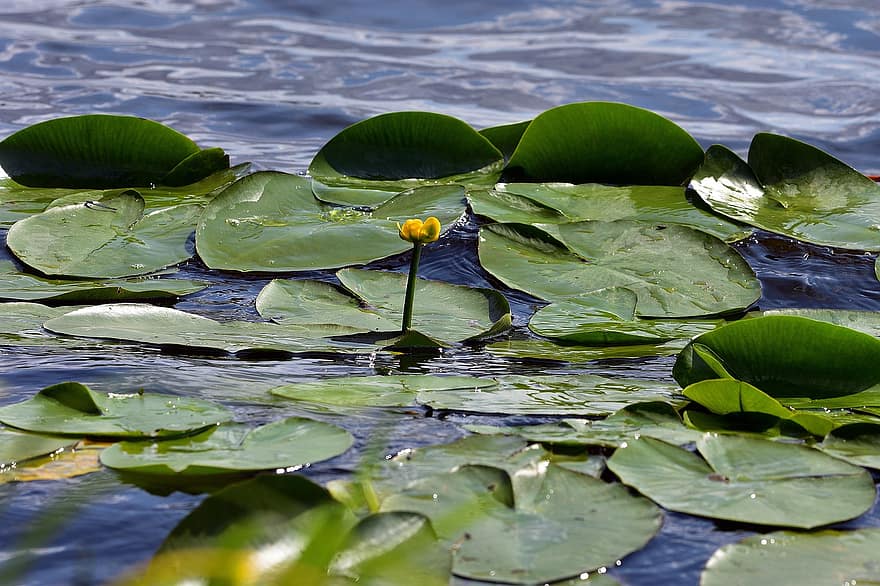 gul vattenlilja, blomma, sjö, växt, näckros, gul blomma, näckrosblad, vattenväxter, natur, vatten, sommar