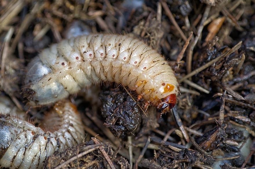 larva, cockchafer, serangga, parasit, melolontha melolontha, kumbang, metamorfosis, hewan, embrio, cacing, tanah