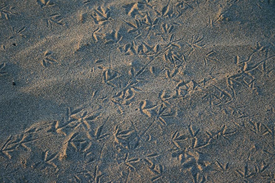 zand, duinen, vogel, voetafdrukken