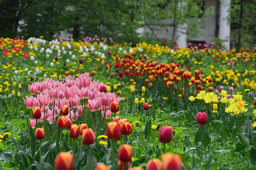 tulipaner, blomster, planter, petals, blomst, flora, natur, hage, Herregård, landskap, tulipan