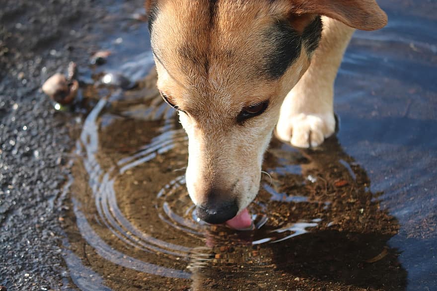 hund, pyt, drikke, tørstig, vand, kæledyr, dyr, husdyr, hunde, pattedyr, slubre