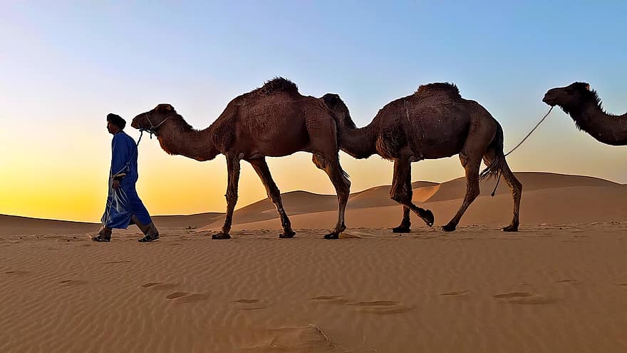 tuksnesis, kamieļi, smilšu kāpas, ceļošana, raksturs