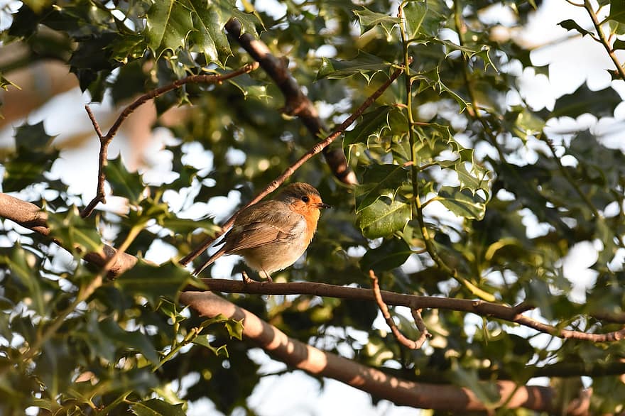 robin redbreast, πουλί, δέντρο, ευρωπαϊκό robin, κοκκινολαίμης, περασμένο πουλί, ζώο, άγρια ​​ζωή, πανίδα, φύση