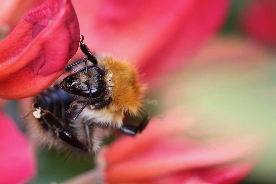 шмель, пчела, опыление, насекомое, природа, цветок, макрос