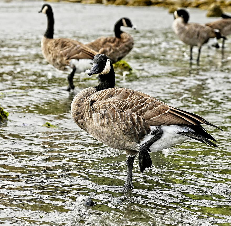 geese, birds, animals, water, animals in the wild, beak, goose, feather, pond, water bird, duck