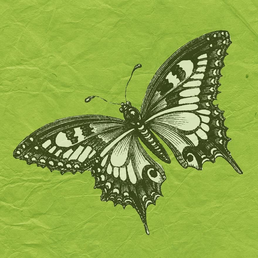sommerfugl, grønn, utklippsbok, side, design, grunge, årgang, kort, dekorasjon, tekstur, gammel