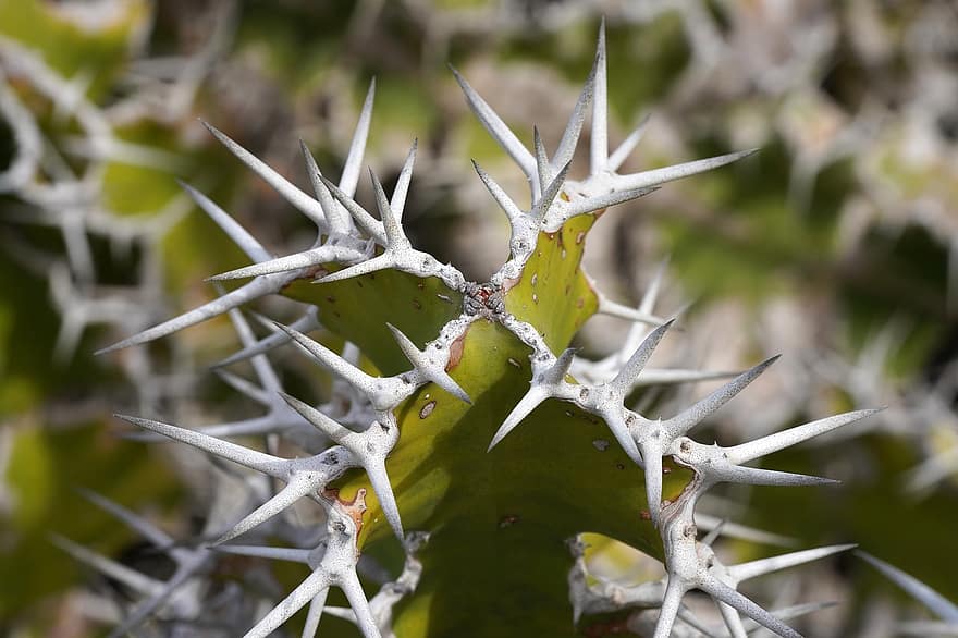 Thorns, Spur, Cactus, Botany