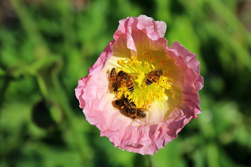 des abeilles, insectes, fleur, animal, nectar, pollinisation, printemps, plante, jardin, la nature, fermer