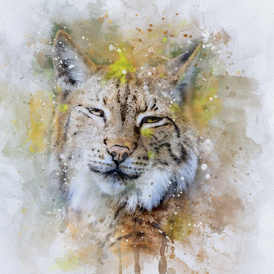 Bobcat, Lynx, Big Cat, Feline, Wildlife, Animal, Nature, Outdoors, Head, Portrait, Close-up