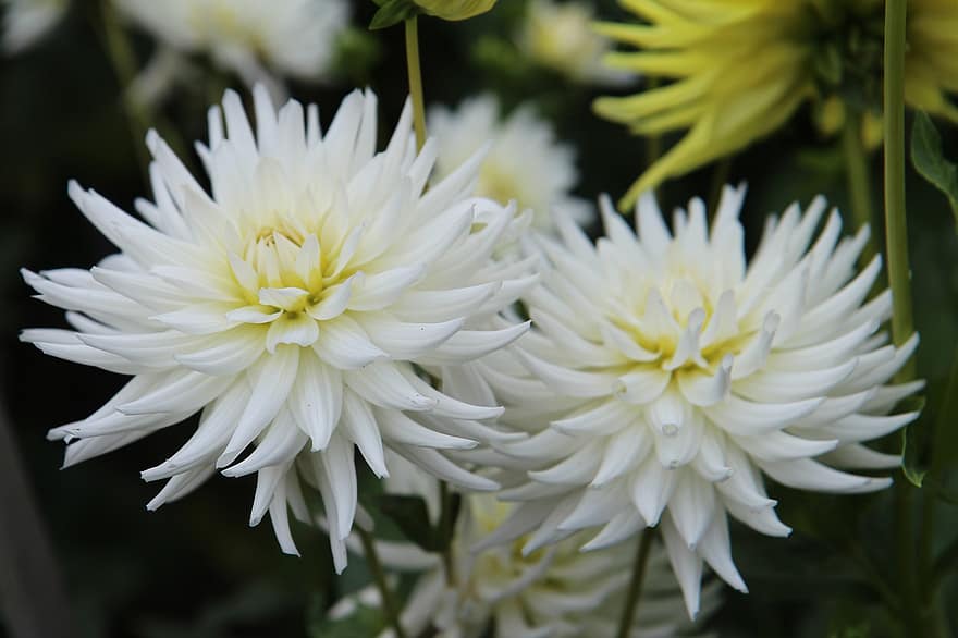 Dahlias blancs, dahlias, fleurs blanches, fleurs, jardin, la nature