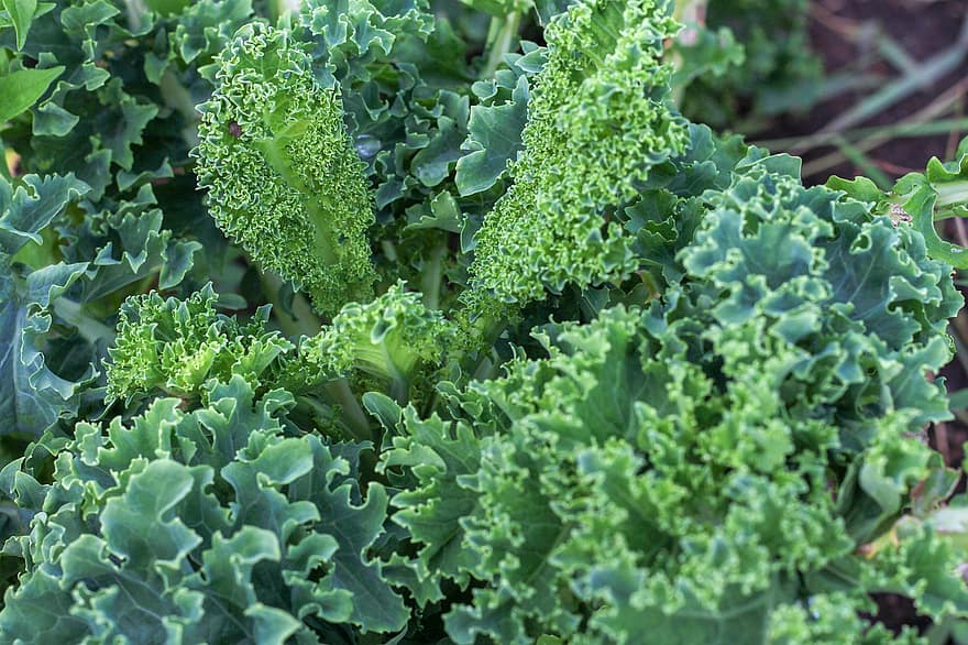 Kale, Vegetable, Plant, Green, Leafy Vegetables, Food, Organic, Nature