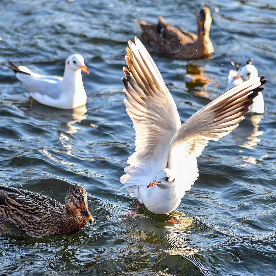 Seagulls, Ducks, Birds, Lake, Pond, Water, Wings, Feathers, Plumage, Waterfowls, Water Birds
