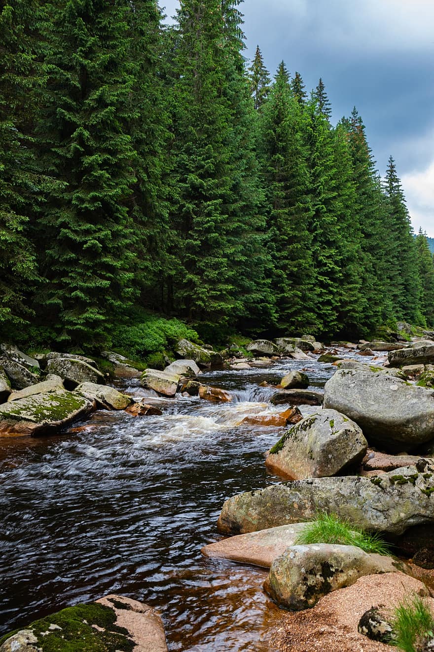 rivière, rochers, des arbres, pin, forêt, la nature, eau, roches, arbre, paysage, Montagne