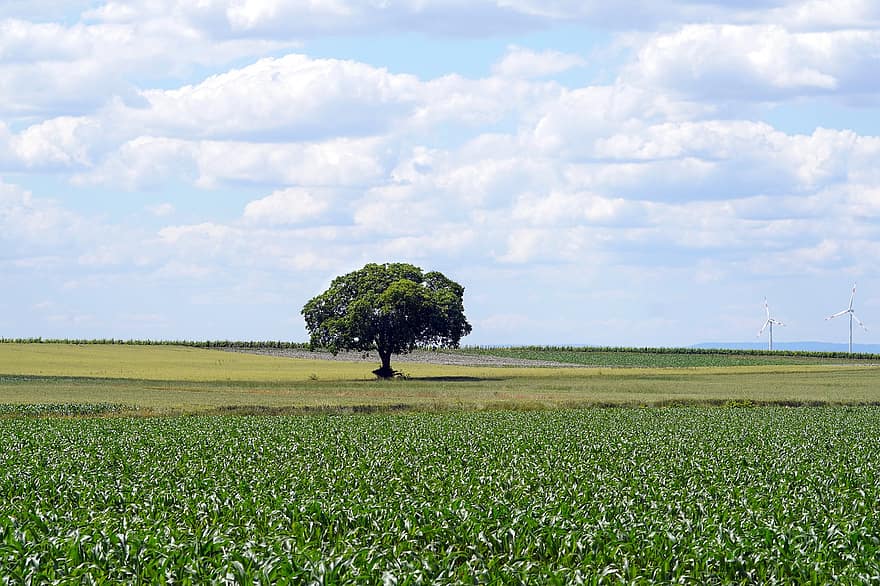 arbre, paysage, Prairie, champ, des nuages, la nature, en plein air, scène rurale, ferme, agriculture, été
