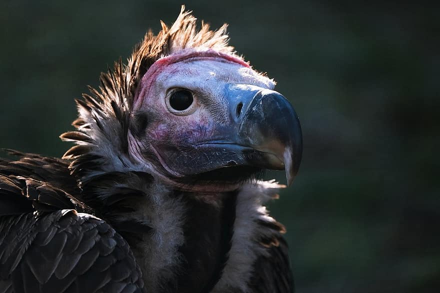 όρνιο, πουλί, Eared Vulture, ορνιθολογία, είδος, πανίδα, ζώο, άγρια ​​ζωή, αρπακτικών, φτερό, ράμφος