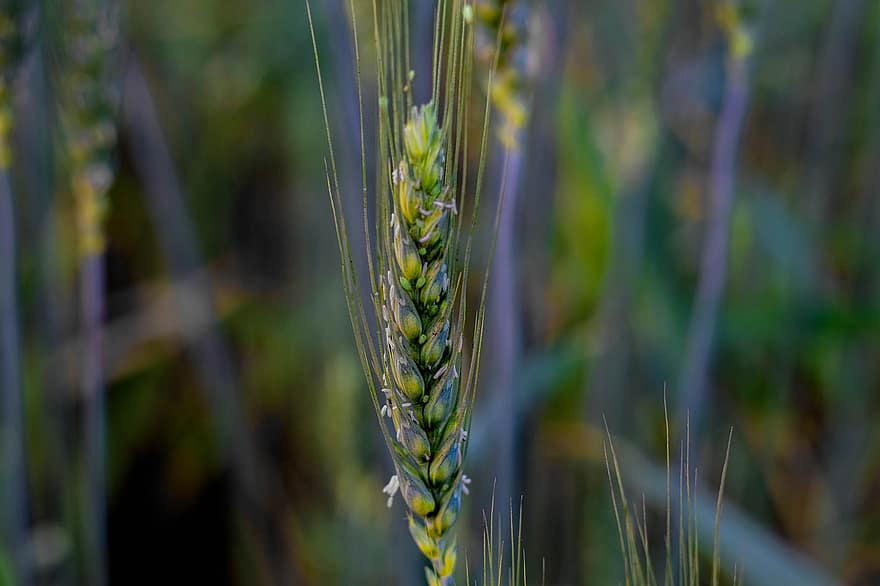 pšenice, plodin, Příroda, detail, rostlina, zelená barva, letní, růst, list, zemědělství, tráva