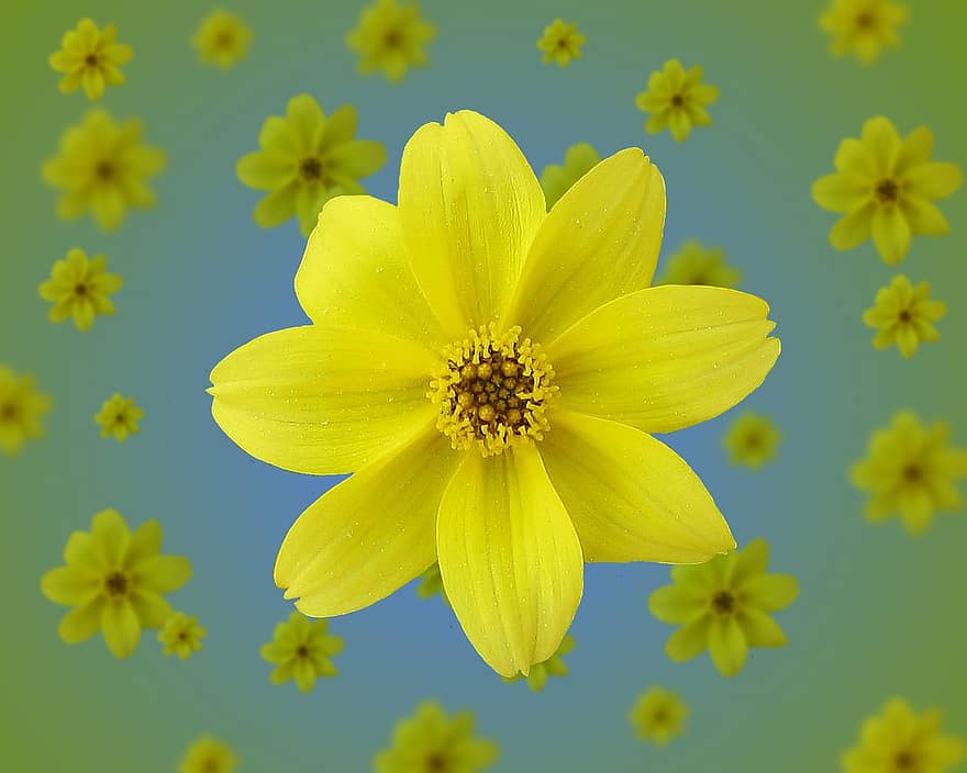 blomst, gul, blomstre, gul blomst, bokeh effekt