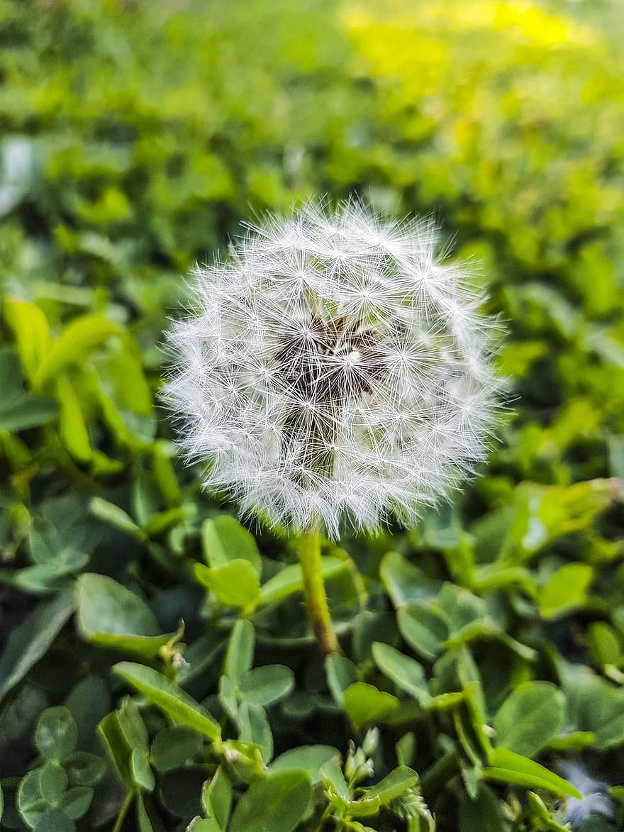 Dandelion, Plant, Seed Head, Blowball, Seeds, Red Seeded Dandelion, Meadow, Flora, Grass, Field, Nature