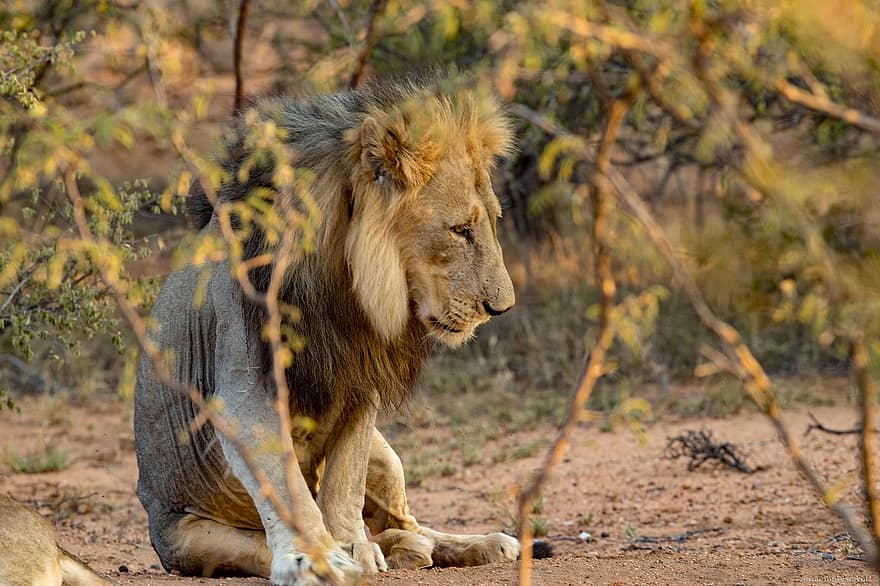 lleó, animal, mamífer, lleó mascle, gat gran, depredador, animal salvatge, vida salvatge, fauna, desert, naturalesa