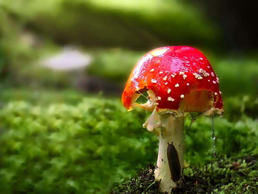 гриб, поганка, мох, грибок, грибы, лес, крупный план, мухомор, ядовитый, осень, зеленого цвета