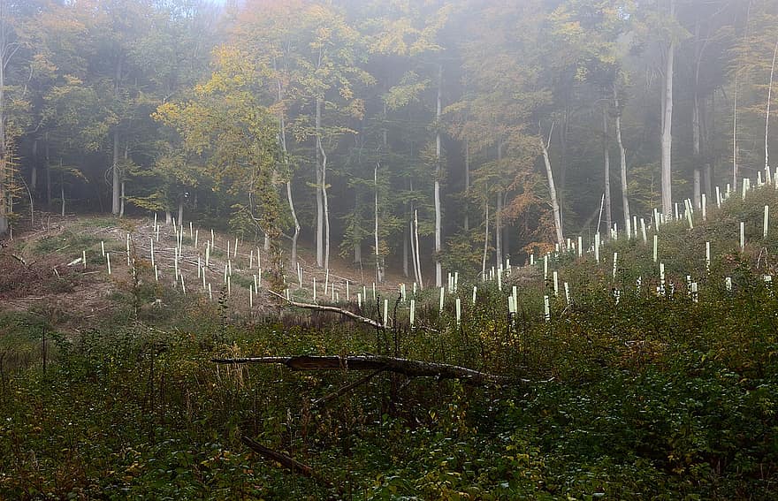 ранна мъгла, залесяване, гора, мъгла, опазване на природата, пейзаж, дърво, есен, листо, жълт, селска сцена
