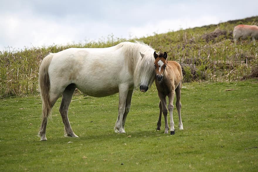 zirgs, ponijs, dzīvnieki, zīdītājiem, zirgu dzimtas dzīvnieki, māte, kumeļš, lauku