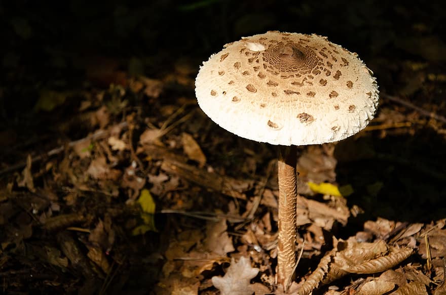 houba, lesní podlaha, amanita, mykologie, divoká houba