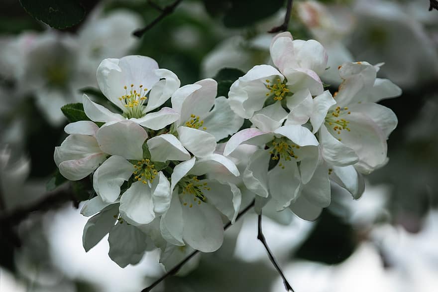 pohon apel, bunga-bunga, bunga putih, bunga apel, cabang, berkembang, mekar, flora, alam, musim semi