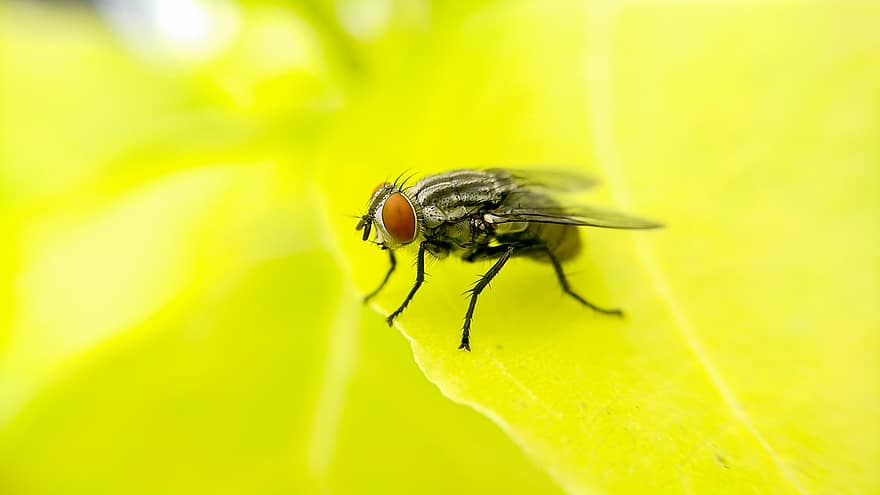 домашня муха, літати, комаха, лист, природи
