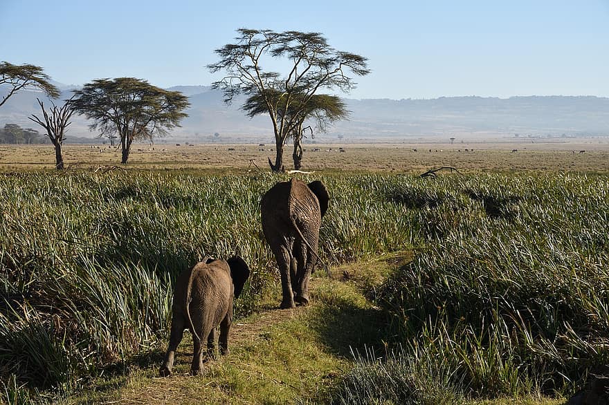 африкански слонове, слонове, Кения, животни, африка, дивата природа, бозайници, loxodonta africana
