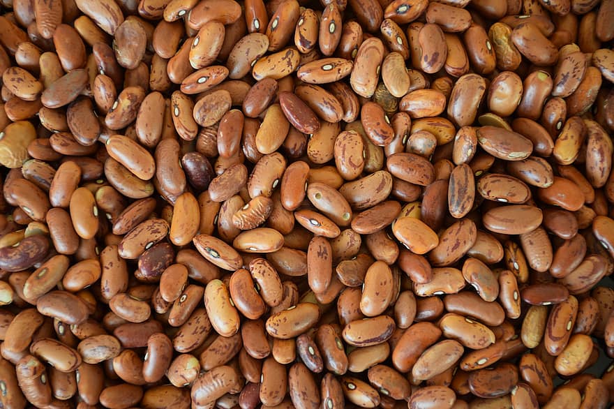 kacang polong, biji, makanan, wayang, Kacang Biasa, kacang kering, phaseolus vulgaris, bisa dimakan, coklat, menghasilkan, organik