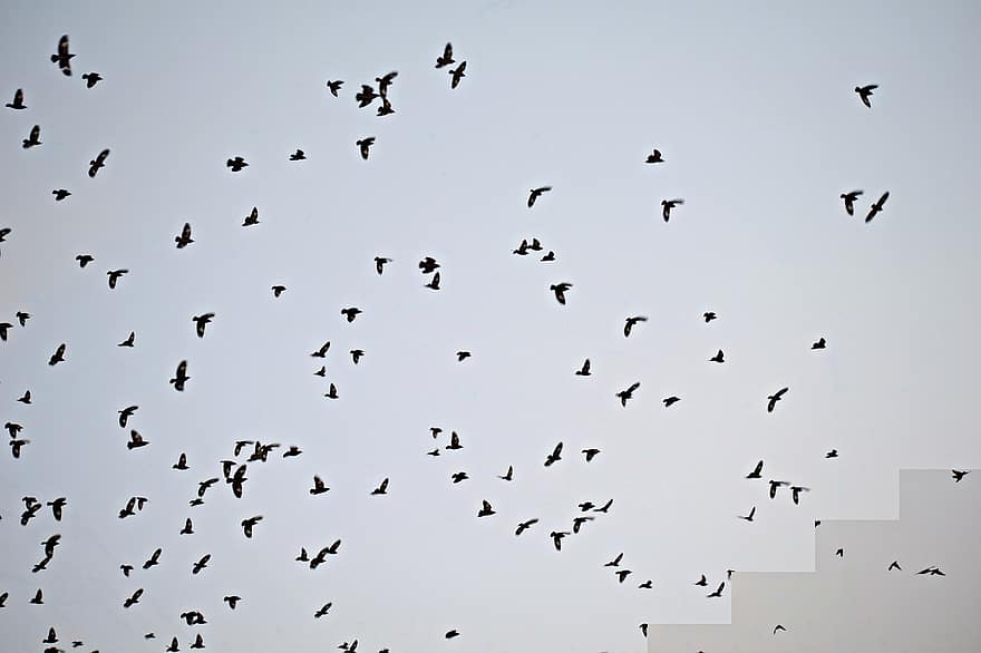 paukščių, bandos, skraidantis, dangus, lokys, kirai, gyvūnams, laukinės gamtos, dom, skrydis