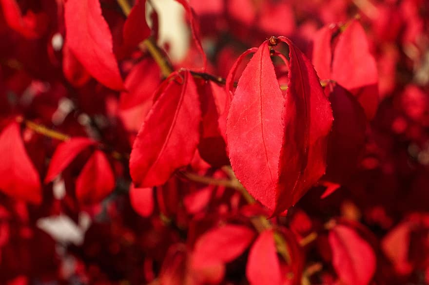 herfst, bladeren, gebladerte, herfstbladeren, herfst gebladerte, herfstkleuren, herfstseizoen, bladeren vallen, rode bladeren, rood blad