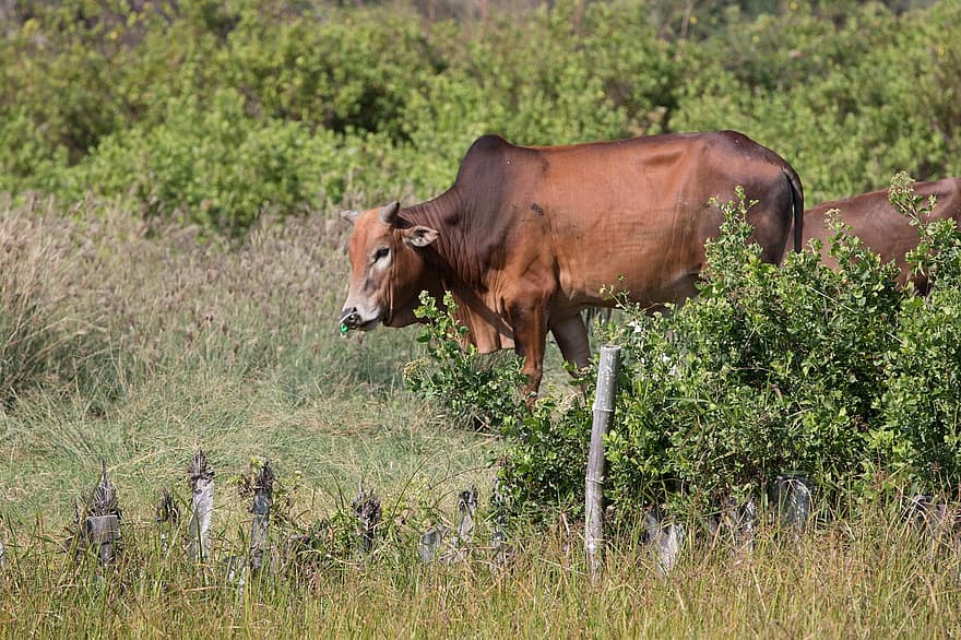 la vache, de plein air, Pennsylvanie, région sauvage, vache brune