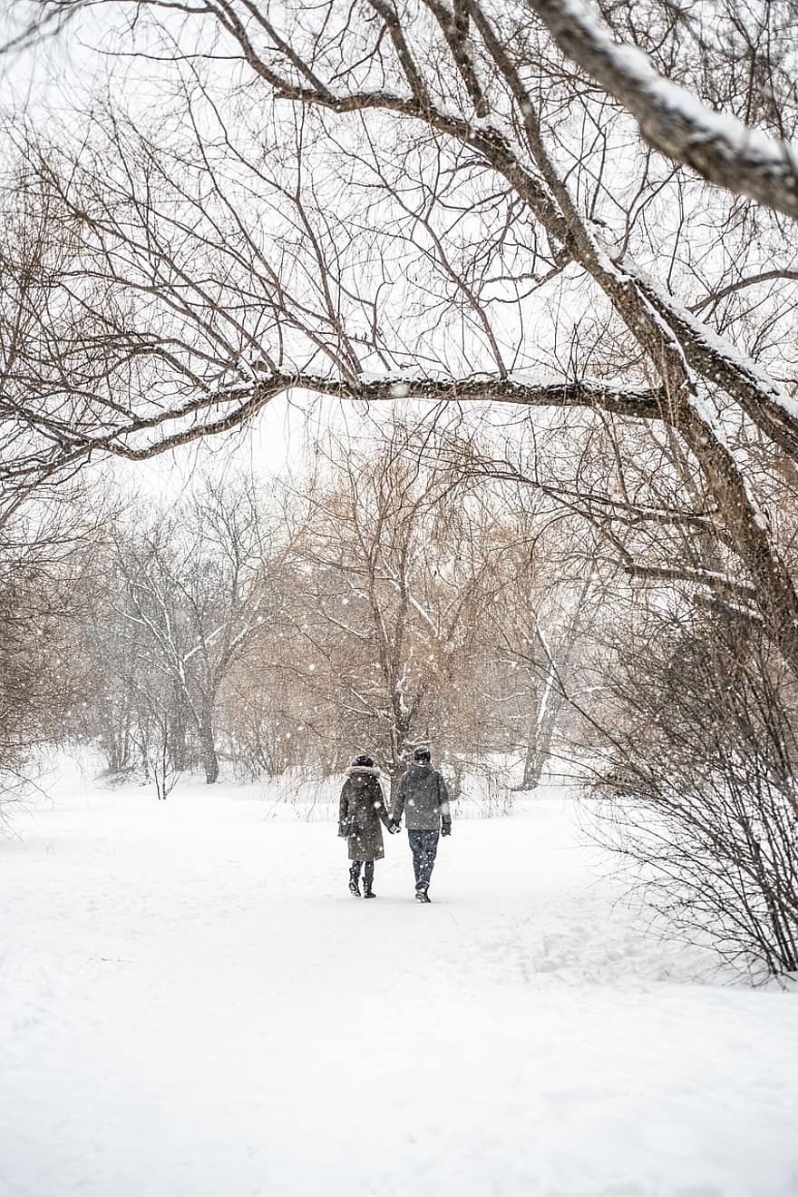 Couple, Winter, Park, Walk, Snow, White, men, tree, walking, forest, season