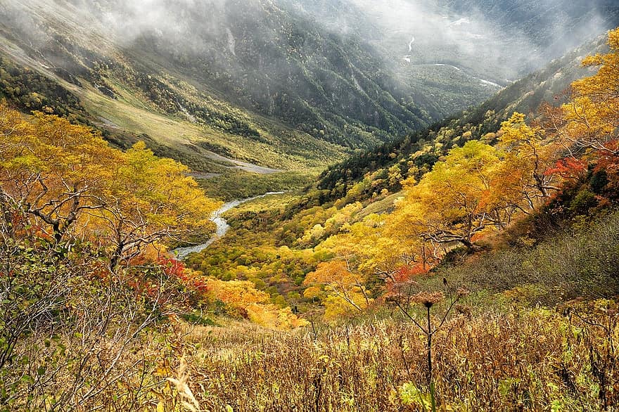 dabiski, rudenī, dzeltenas lapas, raksturs, ārā, kalns, mežs, ainavu, dzeltens, koks, skaistums dabā
