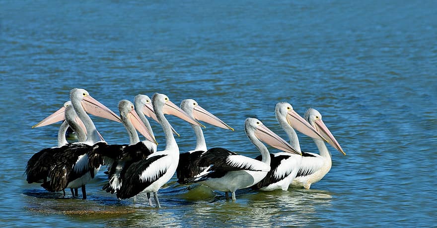pelicans, πουλιά, θαλάσσια πουλιά, σμήνος, νερό, νομοσχέδιο, ωκεανός, θάλασσα, ομάδα, άγριος, των ζώων