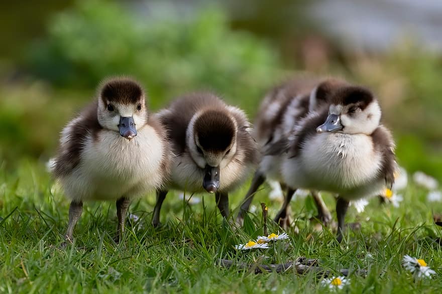 นก, ห่าน, goslings, หนุ่มสาว, ทารก, hatchling, wildbird, ธรรมชาติ, นกวิทยา, ทุ่งหญ้า, หญ้า