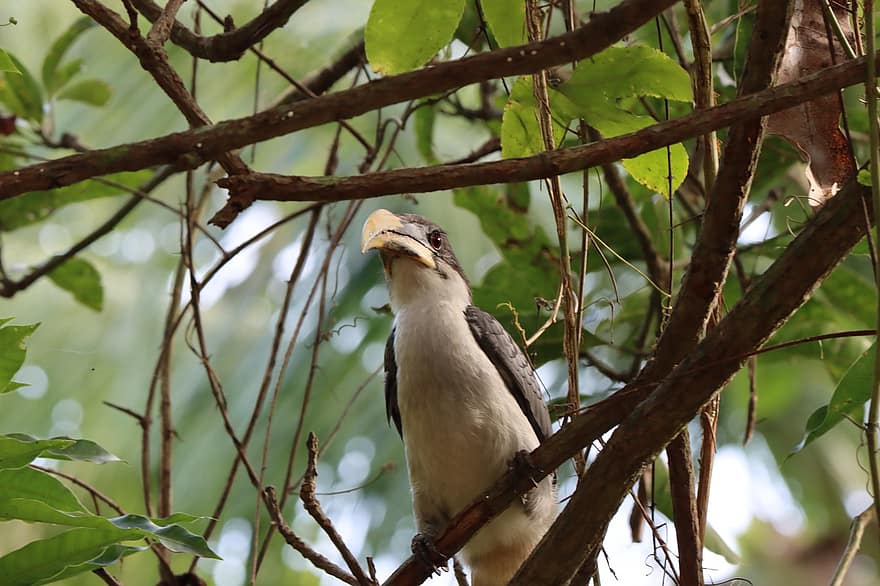 fågel, Sri Lanka Grå Näshornsfågel, ornitologi, arter, fauna, avian, djur-