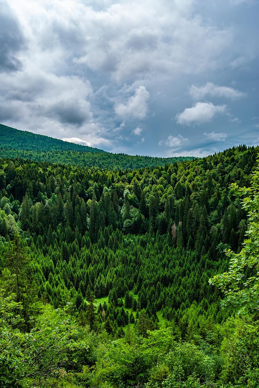 conífera, bosque, madera, árbol, Bosnia y Herzegovina, naturaleza, montañas, cielo, nubes, verde, Europa