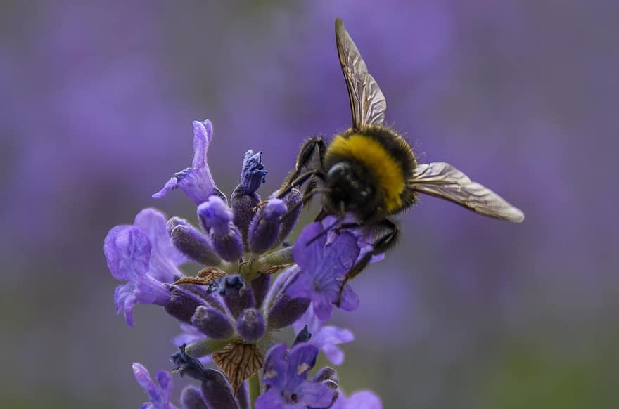 bumblebee, แมลง, ช่อลาเวนเดอร์, ดอกไม้, ผึ้ง, ปลูก, ดอกไม้สีม่วง, ใกล้ชิด, แมโคร, การผสมเกสรดอกไม้, เรณู