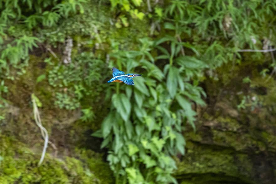 Альседо Аттис, обыкновенный зимородок, тропический, птица, красочный, природа, пень, Эстония, река, животное, зима