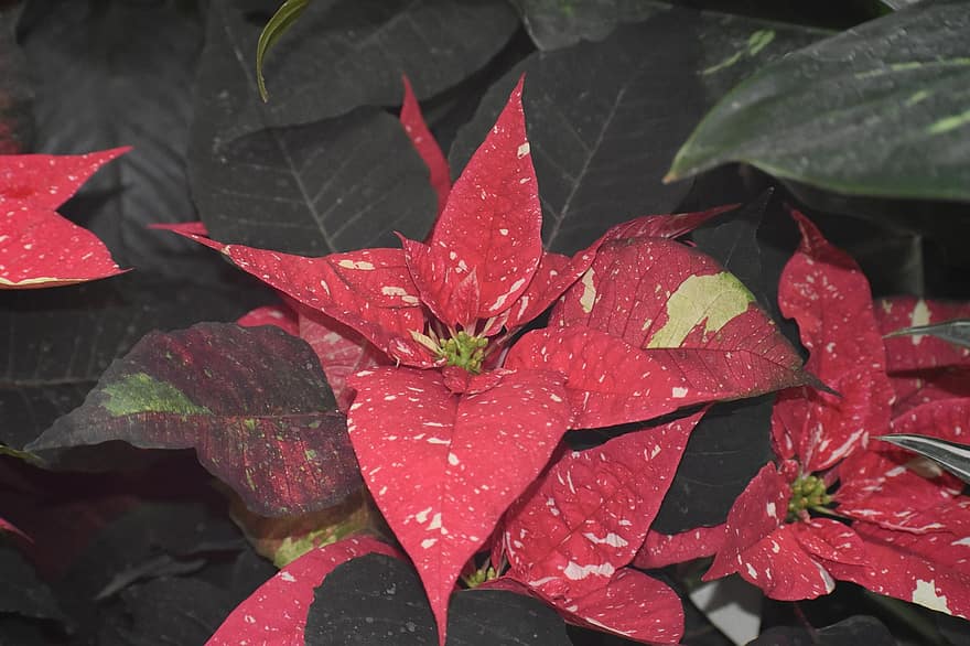 vánoční hvězda, dva Tony, Piccaso, vícebarevný, kropenatý, okrasné rostliny, list, detail, rostlina, pozadí, sezóna
