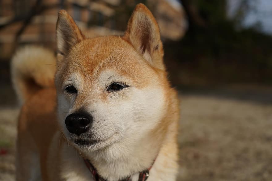 Shiba Inu, anjing, membelai, hewan, anak anjing, Jepang