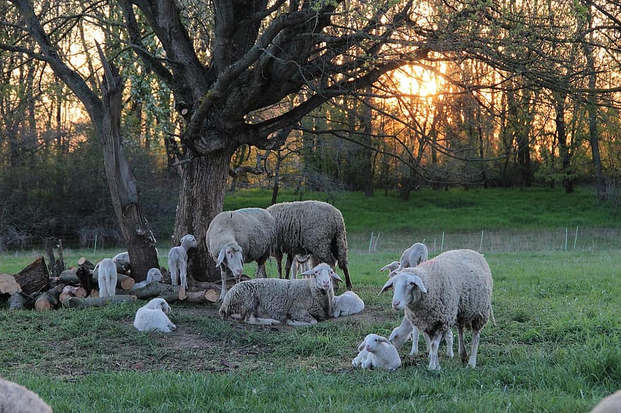 ovce, jehňata, hospodařit, dobytek, stádo, zvíře, vlna, louka, zemědělství, Příroda, tráva