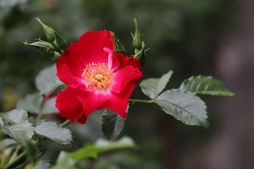 Trandafir roșu, floare rosie, grădină, floare, primăvară, inflori, frunze, a închide, plantă, petală, vară