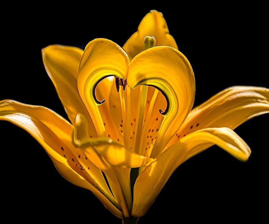 daylily, mekar, alam, kelopak, makro, pertumbuhan, bunga kuning, musim semi, wallpaper kuning, bunga terisolasi, bunga lili