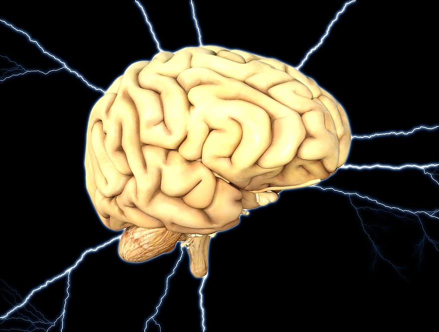 hjerne, energi, tanke, mental, brainstorm, anatomi, neural, neuron, human, biologisk, bevidst