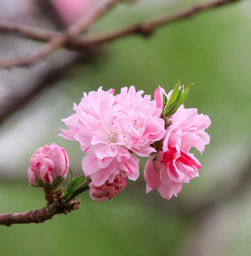 цветы сливы, цветы, розовые цветы, весна, цветение, цвести, Флора, ботаника, природа, сливовое дерево
